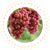 programas_UVA DE MESA